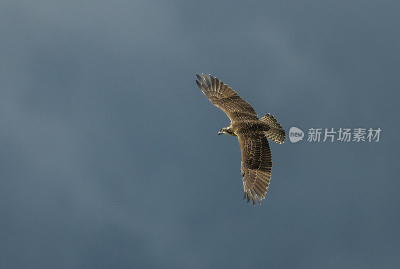 飞鹰(Pandion halaetus)